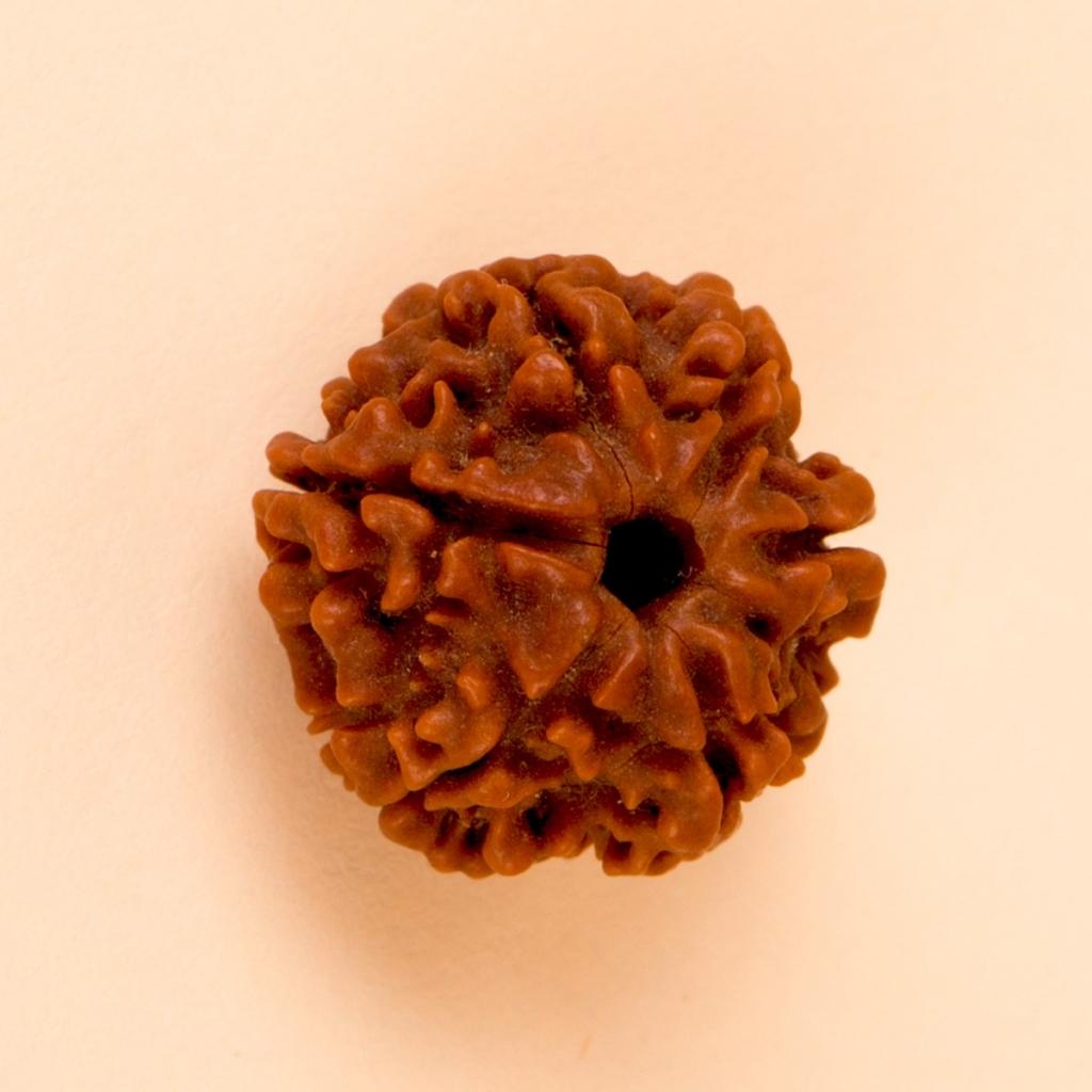 Authentic Isha Shanmukhi (six faced) Rudraksha Bead. Consecrated single bead for children below 14 years of age.