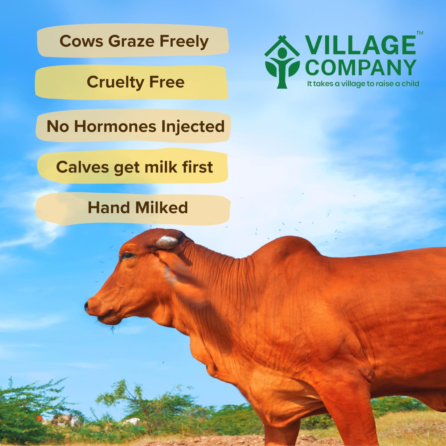 Village Company A2 Cow Desi Ghee 500ML | Gir Ghee Vedic Bilona Method | Organic Pure Natural | Two Way Curd Churned - Best Farm Fresh Grass Fed Cattle Milk | India Lab Certified | Glass Jar Half Litre