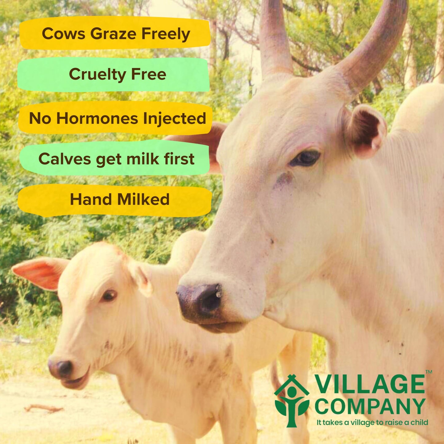 Village Company A2 Bilona Desi Cow Ghee | Bilona Method | Premium, Organic, Traditional | Grass Fed | Kangayam Desi Cow | Lab-Certified | Glass Jar 1L