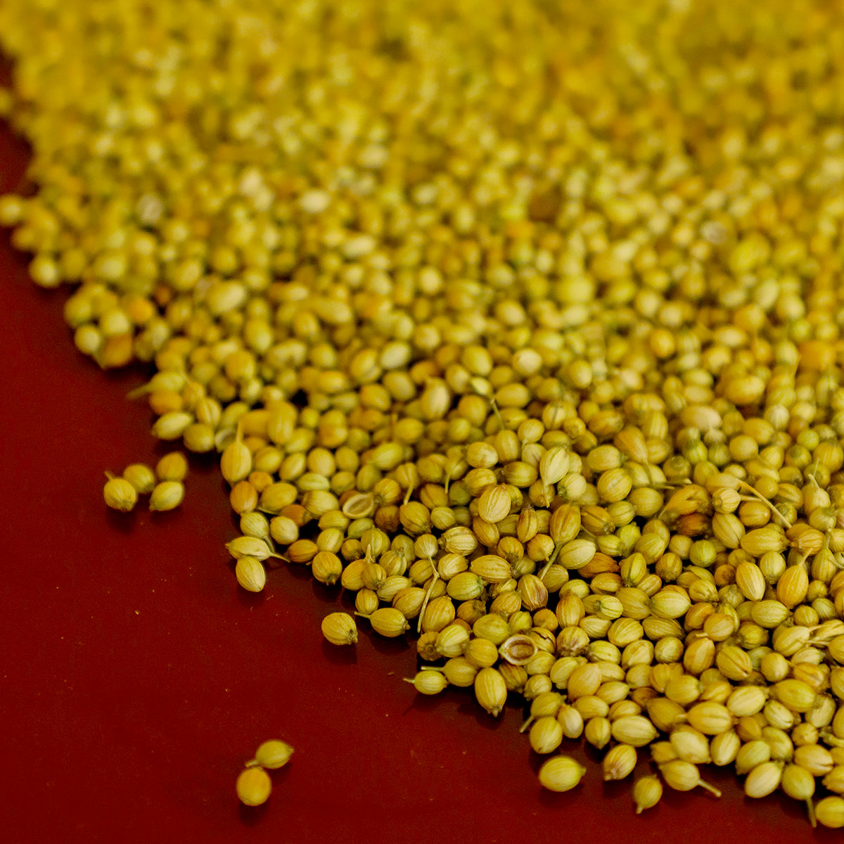 Vaahe Coriander