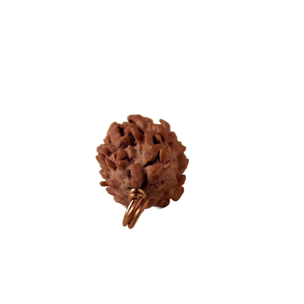 Authentic Isha Dwimukhi Rudraksha bead. Consecrated at Dhyanalinga