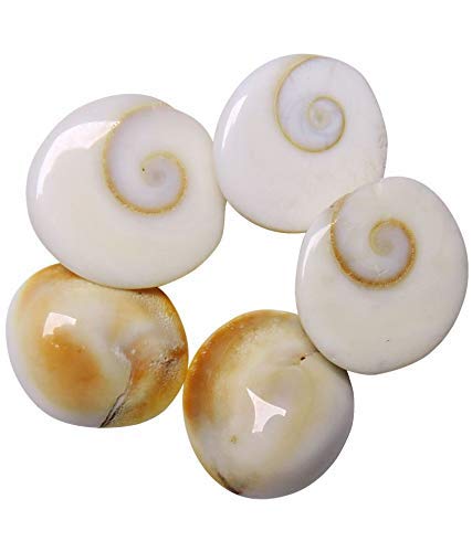SSKR Natural Gomati/Gomti Chakra Original for Puja (White) – 11 Pieces