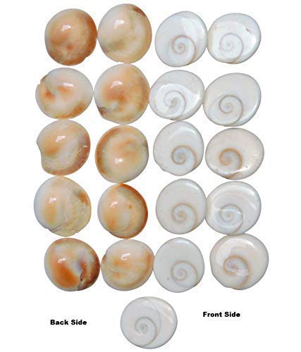 SSKR Natural Gomati/Gomti Chakra Original for Puja (White) – 11 Pieces