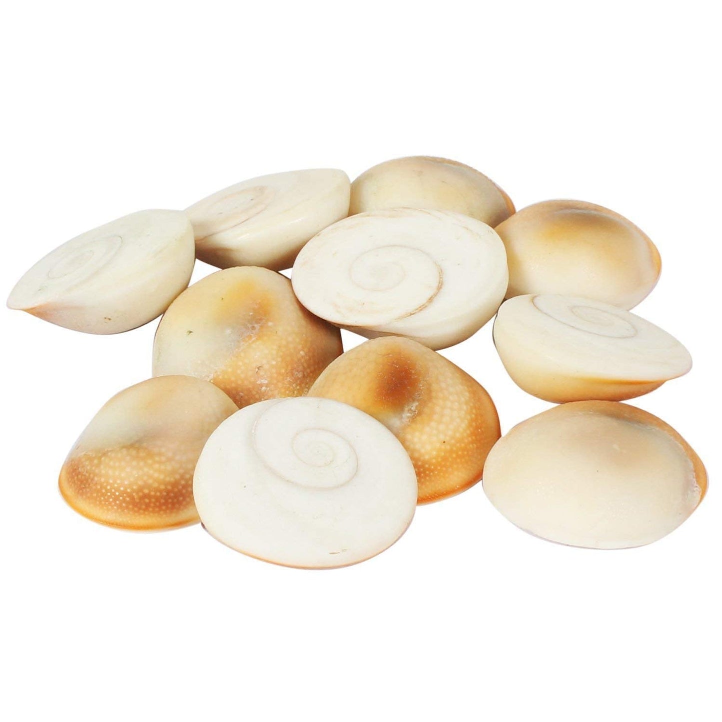 SSKR Natural Gomati/Gomti Chakra Original for Puja (White) – 11 Pieces