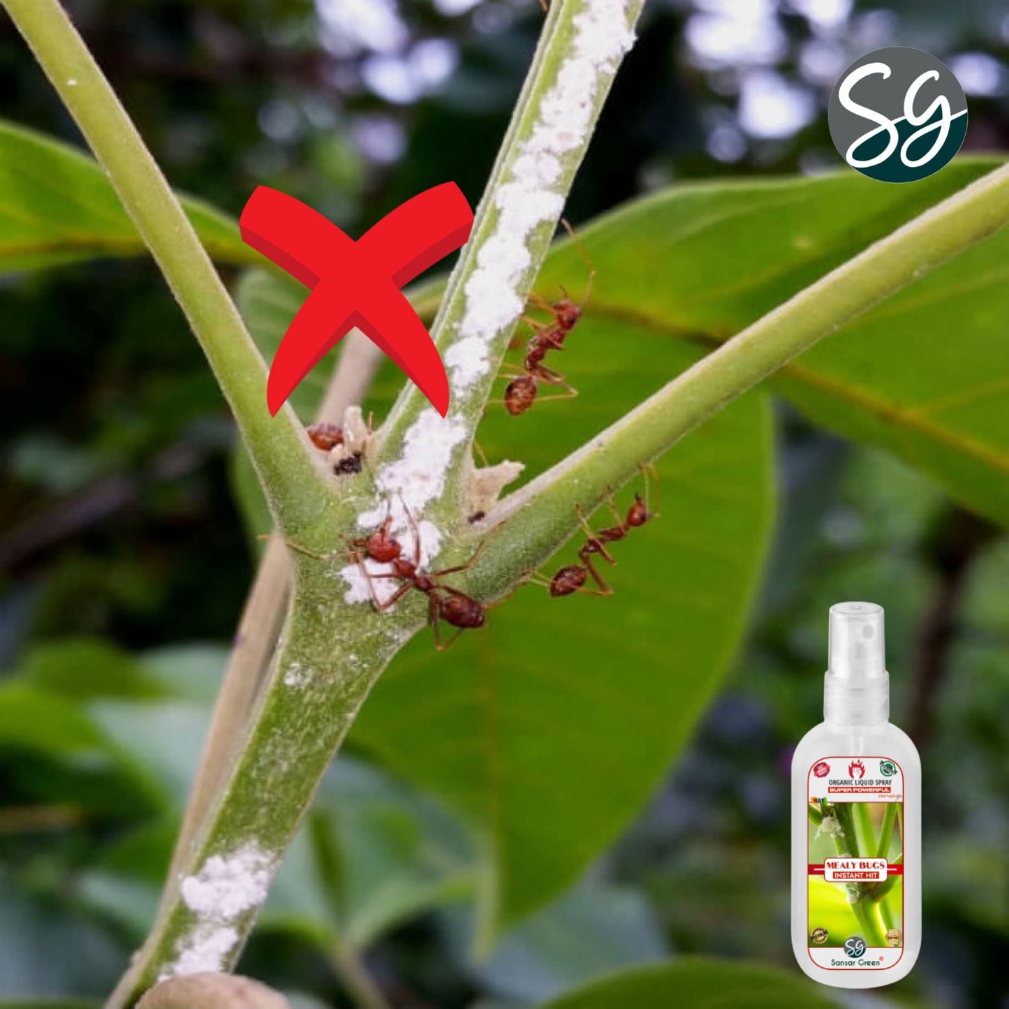 Sansar Green® Mealy Bug Instant Hit Spray, Premium Essential Super Powerful Liquid Spray for removing of Mealy Bugs from Plants (200 ml)