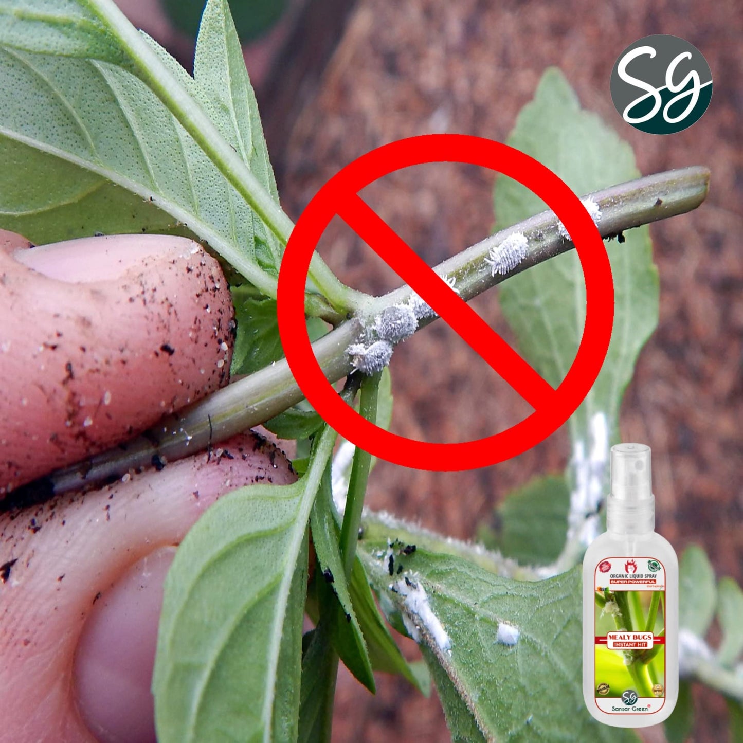 Sansar Green® Mealy Bug Instant Hit Spray, Premium Essential Super Powerful Liquid Spray for removing of Mealy Bugs from Plants (200 ml)