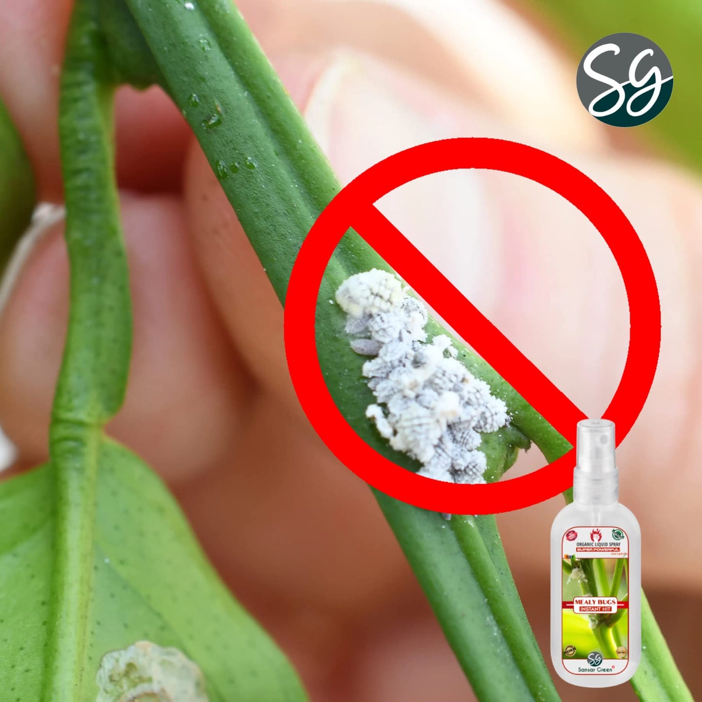 Sansar Green® Mealy Bug Instant Hit Spray, Premium Essential Super Powerful Liquid Spray for removing of Mealy Bugs from Plants (200 ml)