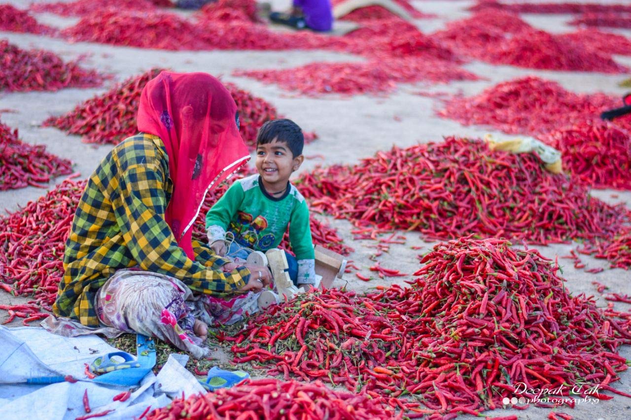 Shirish Masala Whole Mathania Red Chilli (Lal Mirch)(Stemless) 1 Kg,Sortex Clean, 70 Years Of Trust