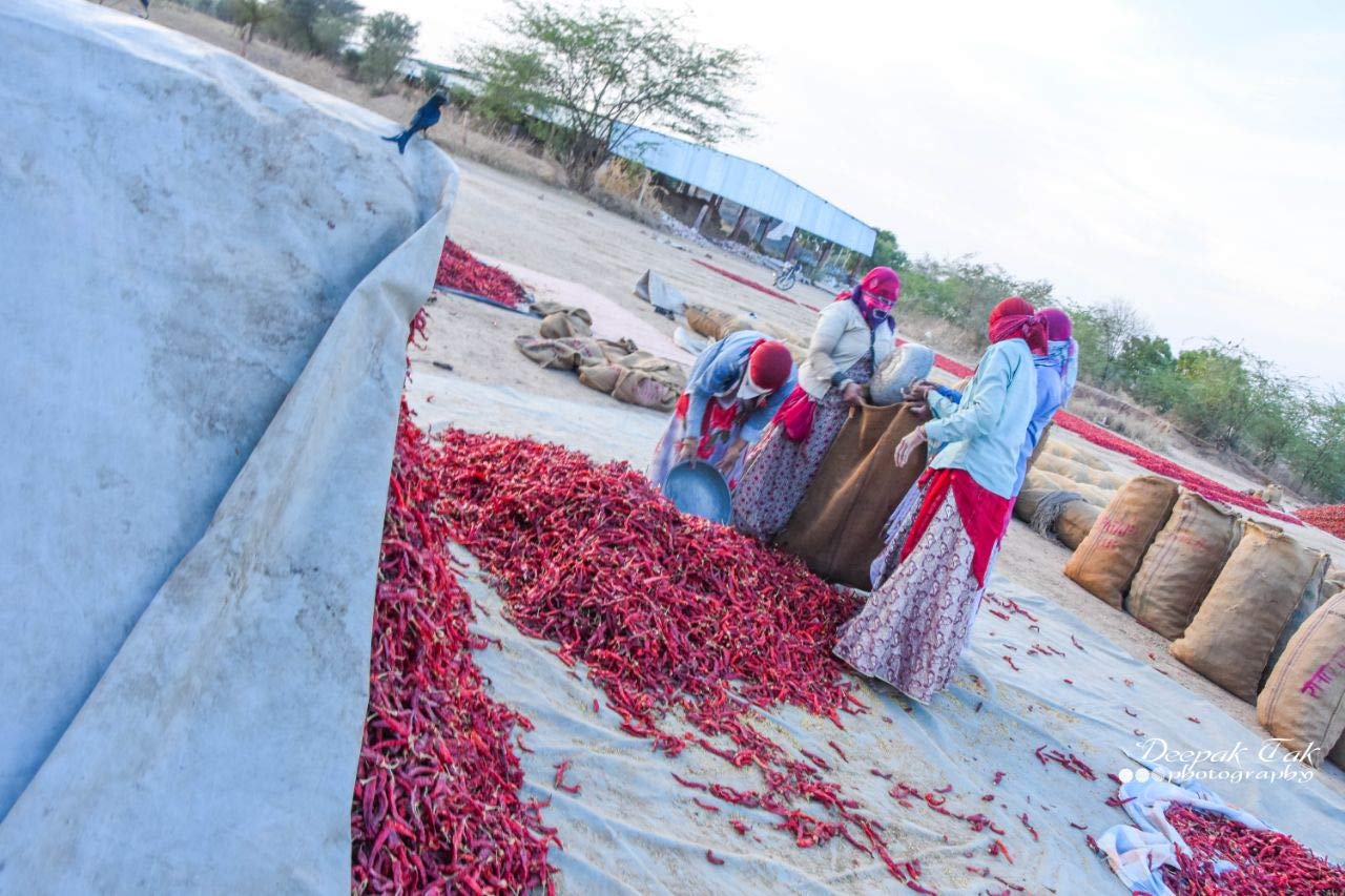 Shirish Masala Whole Mathania Red Chilli (Lal Mirch)(Stemless) 1 Kg,Sortex Clean, 70 Years Of Trust