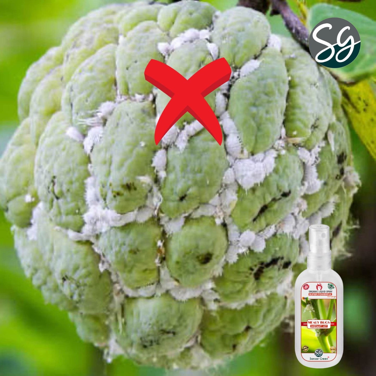 Sansar Green® Mealy Bug Instant Hit Spray, Premium Essential Super Powerful Liquid Spray for removing of Mealy Bugs from Plants (200 ml)