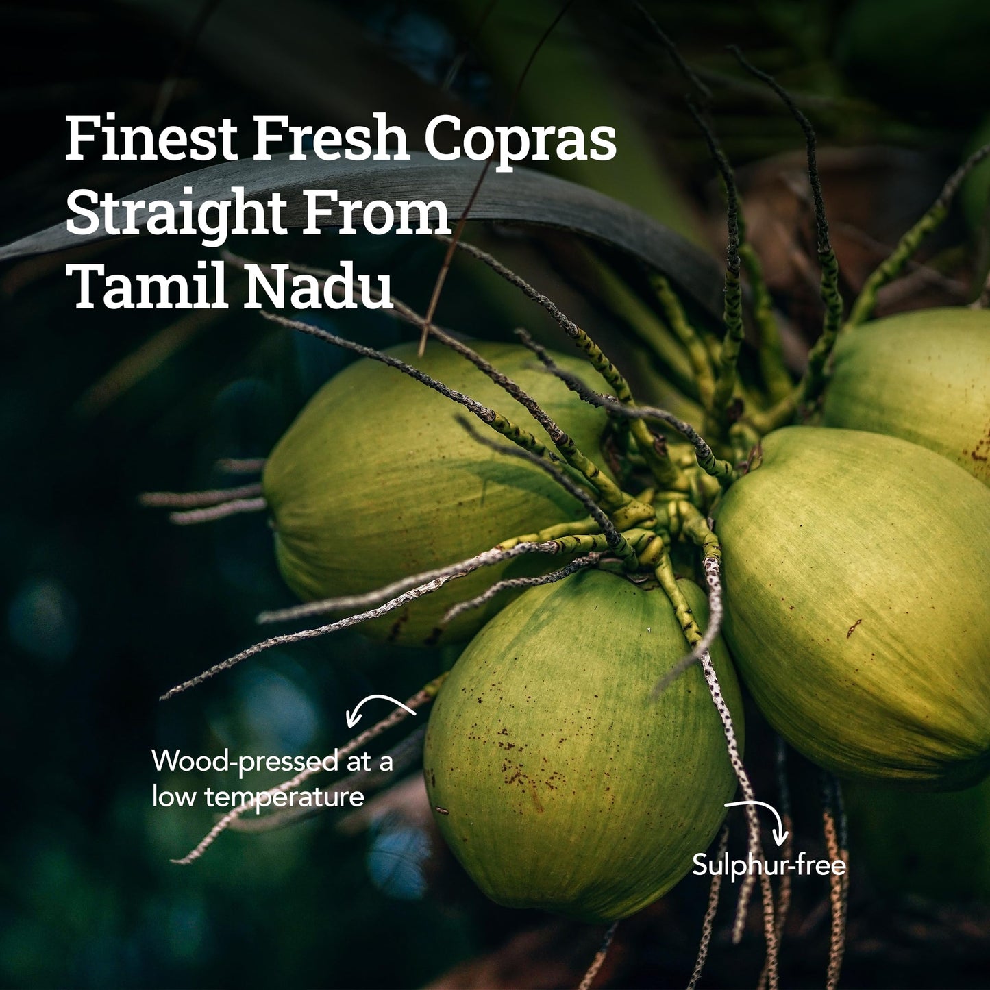 Anveshan Cold Pressed Virgin Coconut Oil 500ML | Glass Jar | Virgin Coconut Oil for Cooking | Virgin Coconut oil for massage | 100% Pure, Natural,Chemical-Free & Edible Coconut Oil | For Cooking, Skin & Hair Health, Oil Pulling