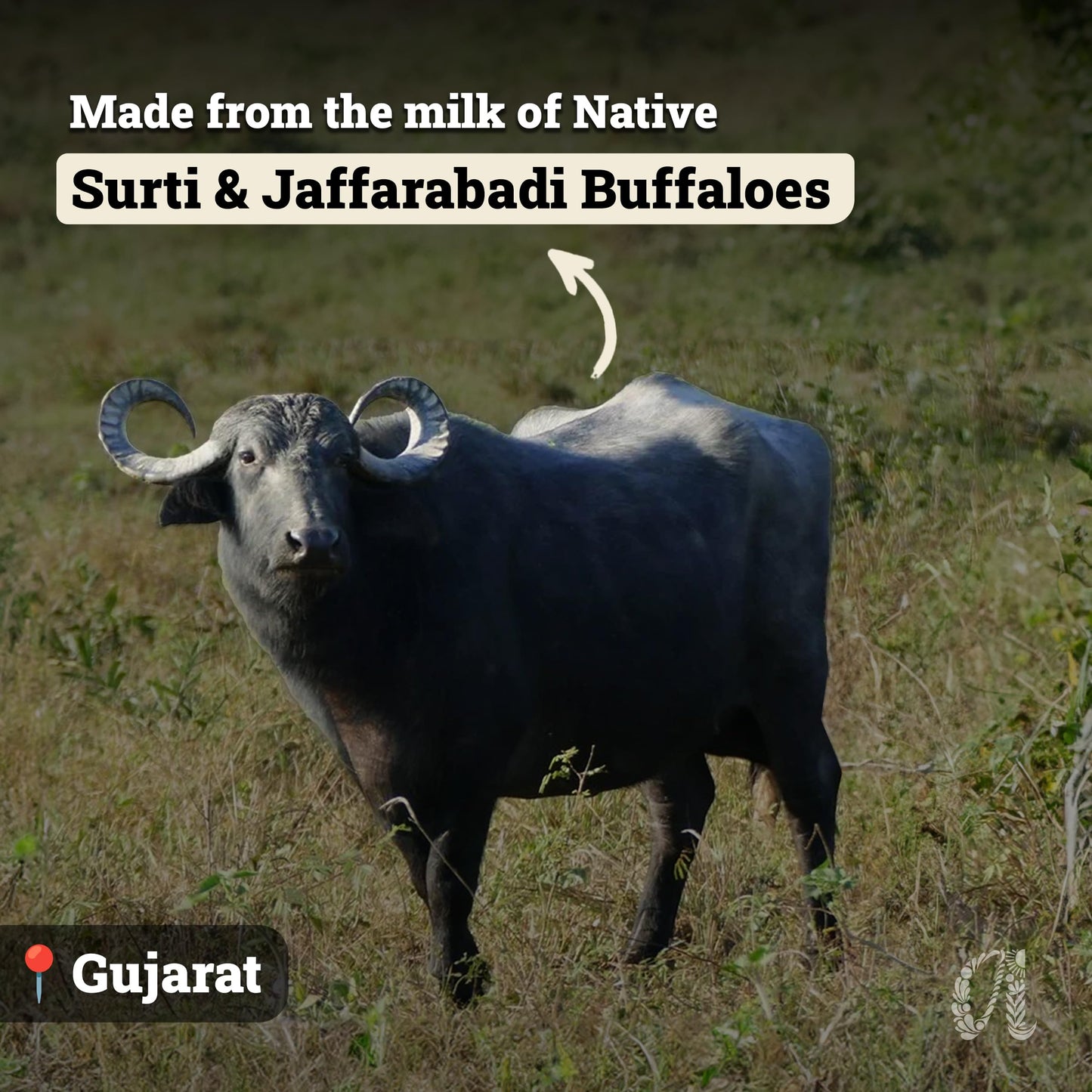 Anveshan A2 Desi Buffalo Ghee 1L | Glass Jar | Bilona Ghee | Grass Fed Buffaloes | Jaffrabadi Buffalo | Gujarat Region | Pure & Natural | Nutritional Powerhouse | Lab-Tested (1L)