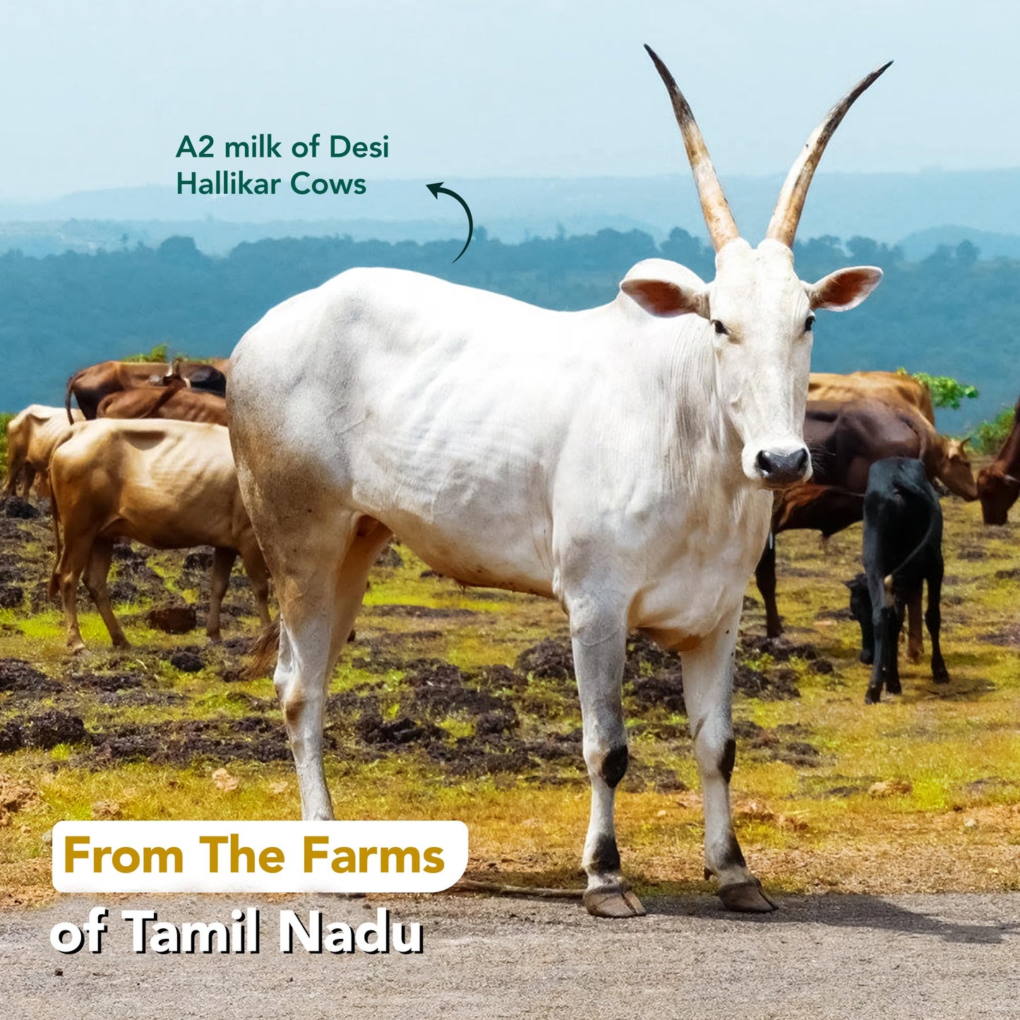 Anveshan A2 Desi Cow Ghee 1 Litre | Traditionally Bilona-Churned, Danedar Ghee | Aromatic| NABL Lab Tested (70+ tests), Cruelty-Free | Grass-Fed | Glass Jar