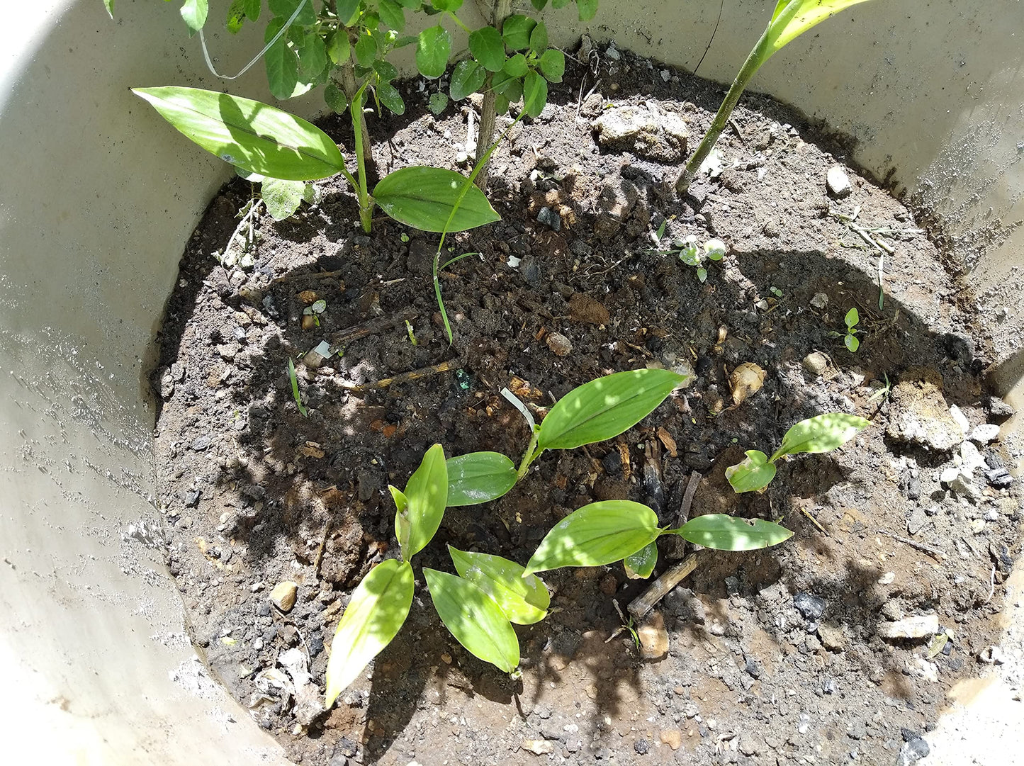 Vidagdha Black Turmeric | Kali haldi | Karumanjal | Seeds|Nalla Pasupu for Plantation (50 Gram)