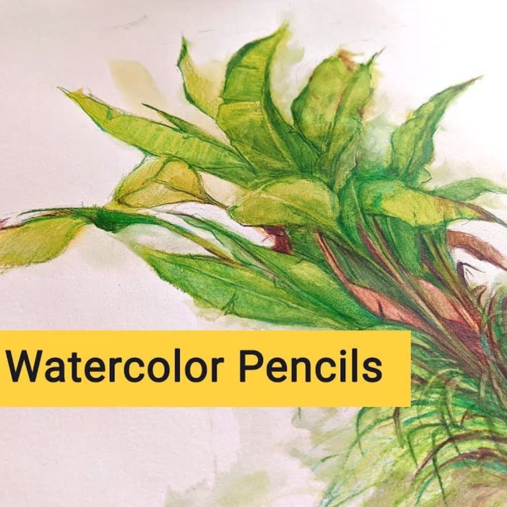 BRUSTRO Artists Watercolour Pencil |Set of 24 (in Elegant tin Box)|Ideal for Artists, Students, Drawing,Colouring,Painting on Paper, water soluble, Professional Quality, Break-resistant,Vibrant Colors