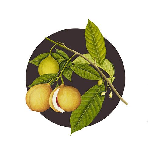 Biotique Myristica Acne Control Spot Correction Face Pack - 20 gms