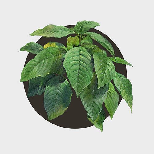 Biotique Winter Green Acne Control Spot Correcting Cream - 15 gms